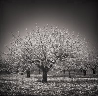 Alexandre Lafaurie | фотоискусство