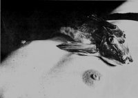 Виды рыб - Песни немого мира / Species Of Fishes - Songs Of A Dumb World (1995) + bonus / Electronic, IDM, Experimental Виды рыб - Песни немого мира / Species Of Fishes - Songs Of A Dumb World (1995) + bonus / Electronic, IDM, Experimental