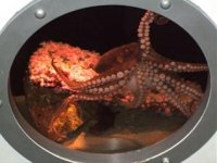 Roberto Pettinato & Now - Musica anticomercial (2003) / free-jazz