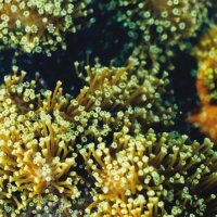 Balam Acab - See Birds [EP] (2010) & Wander/Wonder (2011) | electronic, dubstep, ethereal, witch house