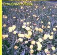 VA - Dandelion Field (2012) / Electronic, Soul-Jazz, Downtempo, Abstract Hip-Hop, Nu-Jazz, Beats, Ethereal VA - Dandelion Field (2012) / Electronic, Soul-Jazz, Downtempo, Abstract Hip-Hop, Nu-Jazz, Beats, Ethereal