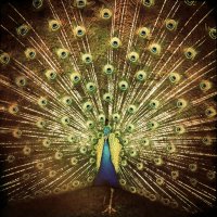 Ani DiFranco - Which Side Are You On (2012) / alternative folk, indie Ani DiFranco - Which Side Are You On (2012) / alternative folk, indie
