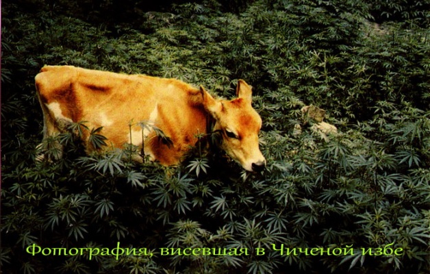 Евгений Чичерин и Хмели-Сунели - Хмели-сунели (1997) / рок, фолк Евгений Чичерин и Хмели-Сунели - Хмели-сунели (1997) / рок, фолк