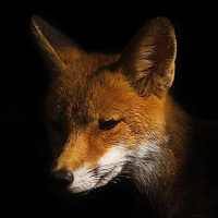 Mike Shannon (2000-2012) / Techno, Minimal, IDM, Downtempo Mike Shannon (2000-2012) / Techno, Minimal, IDM, Downtempo