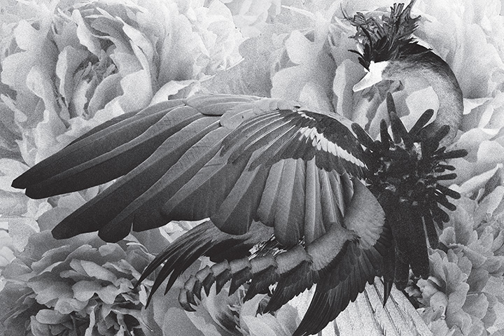 Mujuice - Metamorphosis (2014) /  Modern Classical, Ambient, Electronic, IDM Mujuice - Metamorphosis (2014) /  Modern Classical, Ambient, Electronic, IDM