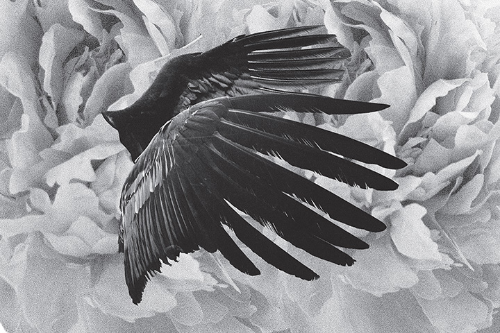 Mujuice - Metamorphosis (2014) /  Modern Classical, Ambient, Electronic, IDM